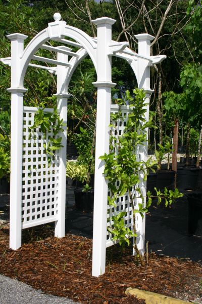 Arbor Restoration